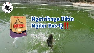 Umpan Ikan Mas Djempol Keju Susu  Langsung Test [upl. by Brennen]