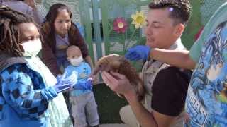 San Diego Zoo Partners With Radys Children Hospital [upl. by Rita]