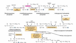 Plasmalogen Biosynthesis  Ether Lipids Biosynthesis  Metabolism [upl. by Aldrich]