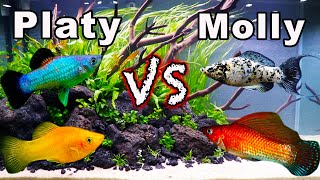 Platy vs Molly Fish Consider These Aspects BEFORE You Buy [upl. by Eiramlirpa73]