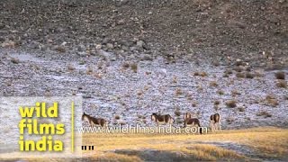 Wild Asses seen while driving towards Pangong Tso in Ladakh [upl. by Jarrod409]