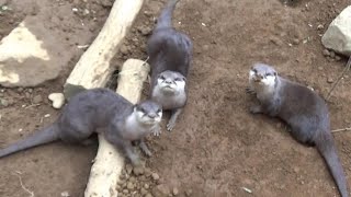 コツメカワウソの仲良し家族 Cute smallclawed otter pregnant mother and family 【Cute animal videos】【こども動物自然公園】 [upl. by Leahcim167]