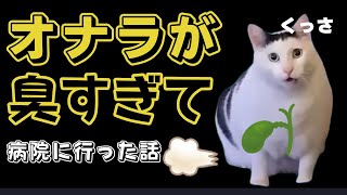 【猫ミーム】オナラが臭すぎて病院に行った話💨 [upl. by Ladd]