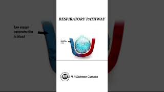 Respiratory pathway biology shorts science [upl. by Nimref832]