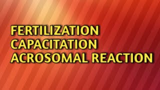 Fertilizationcapacitationacrosomal reaction [upl. by Yesor588]