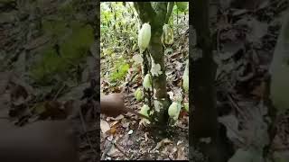 Cocoa Plantation Pt3 [upl. by Yggam]