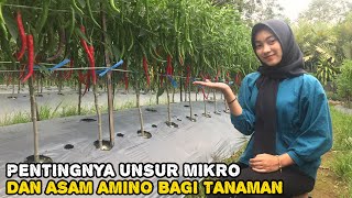 MANFAAT ASAM AMINO DAN UNSUR MIKRO BAGI TANAMAN [upl. by Ynove]