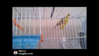 My breeding canary room S2013 [upl. by Linette]