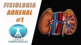 Fisiologia de las Glandulas Suprarrenales 1 [upl. by Arten]