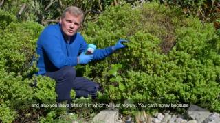 How to treat ivy in your hedge with Roundup weedkiller gel  Video [upl. by Amahs449]