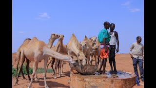 Heesta Geela marka la Waraabinaayo [upl. by Alroi]