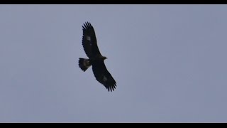 Adler im Winterwald  Golden Eagles  Aigles royaux [upl. by Cyrie]