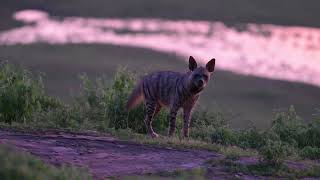 Striped Hyena at Dusk [upl. by Namdor]