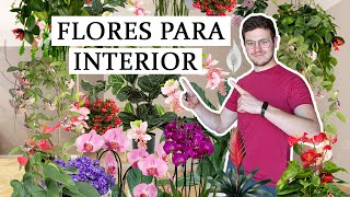 TOP 8 plantas de interior con flor [upl. by Ahsiekan]