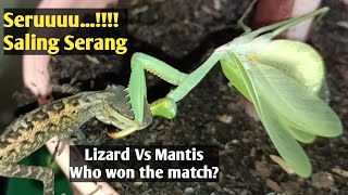 Mantis vs Lizard Who won [upl. by Lillith887]