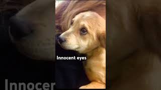 Mssamisharma innocent eyes of babystreetdogshelpdoglover [upl. by Ataeb]