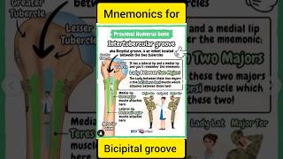 Bicipital Groove Mnemonics  Easy Tricks to Remember Muscle Insertions [upl. by Jessabell]