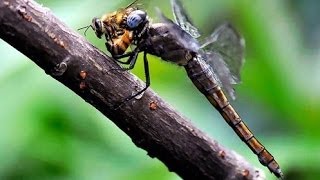 Dragonflies eating my Honey Bees [upl. by Elata]