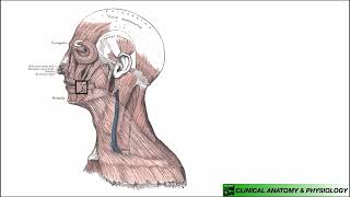 Platysma  Structure amp Functions [upl. by Refenej]