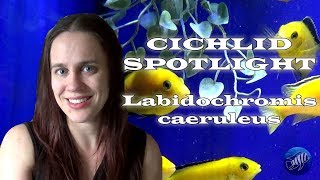 Labidochromis caeruleus  Lake Malawi Mbuna  Yellow lab care [upl. by Maunsell]