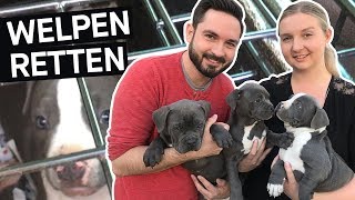 Hunde retten Das schmutzige Geschäft mit Hundewelpen im Internet  PULS Reportage [upl. by Yanahs]