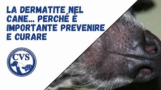 La dermatite nel Cane [upl. by Norrahc]