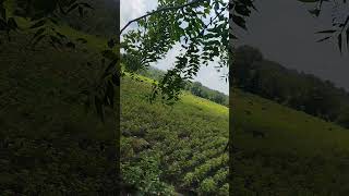 शेती sheti nature challenge shetkaribrand शेतकरीbrand vlog dailyvideoblog yavatmal 320 [upl. by Imeka]