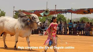 Beautiful scene  Ongole bulls [upl. by Antonetta640]