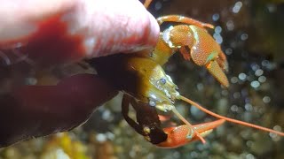 A cool crawfish I found at a creek near my place [upl. by Ardin282]