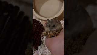 Sammy loves millets hamsters adorable cuteanimals pets animallover animalvideos furry aww [upl. by Stier]