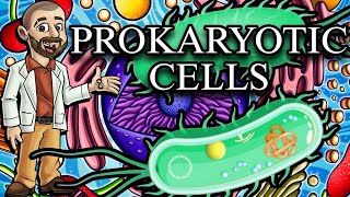 Prokaryotic Cells Characteristics Structures and Functions [upl. by Anivlem]