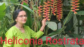 All about Heliconia Rostrata [upl. by Eustacia]