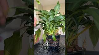 A silent peace lily change from soil to Leca plants plantcare planttips [upl. by Hcaz]