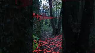 Steps to Sanctuary Exploring the Forest Tree Web 🌿🌞manchestertreewebs treeweb nature climbing [upl. by Othe]