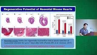 Cardiomyocyte Cell Cycle amp Regeneration [upl. by Anesuza562]