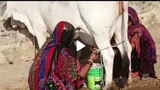 👍2nd Timer Super Tharparkar Cow 👍Tribal Women Milking both sides👍Cool Calm Nature👍Not for sale [upl. by Guillema]