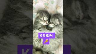 Твой пупсик ждет это видео 🥰 astenfamily asten кот cat мяу любовь [upl. by Kronick]