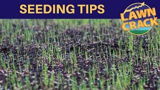 Lawn Seeding Tips  Key Things to Know When Sowing Grass Seed [upl. by Ecnedac]