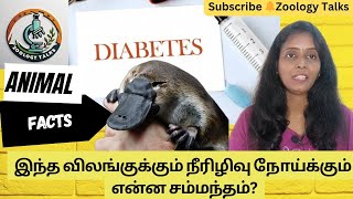 நீரிழிவு நோய்க்கும் Platypusக்குமான தொடர்பு என்ன Duck  billed Platypus  Interesting facts [upl. by Spracklen735]