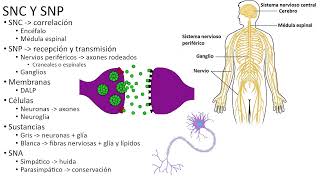 Neuroanatomía 1 introducción al SNC [upl. by Anilem703]