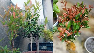 Syzygium plant care tipsChristina plant care tips Lily Pily plant care tips ☘️🍀🍀 [upl. by Va]