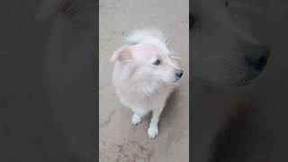 Zozoforyou dog doglover trending funny like viralvideo subscribe views follow [upl. by Ardnaskela690]