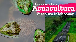 La Acuacultura en Zitacuaro Michoacán granja de trucha y rana toro en Nemi Natura [upl. by Aciram]