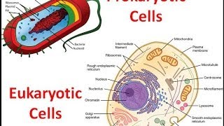 Prokaryotes vs Eukaryotes [upl. by Woodring]