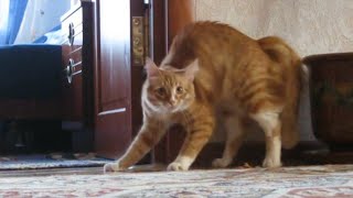 Adrenaline Cats  Funny Cat Video Compilation 2020 [upl. by Anavlys111]