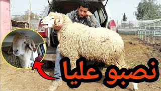 تعرضت لعملية نصب في احد أكبر أسواق الغنم🐏🐏 وعثرت على مول الفعلة وهذا ما وقع معه [upl. by Haletky786]