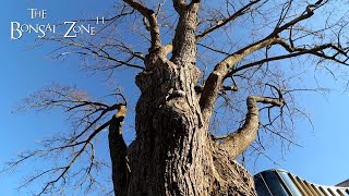 Trees in the City The Bonsai Zone Nov 2024 [upl. by Ailisab]