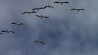 Egrets Flying Over Sacramento Area March 18 2018 [upl. by Yanehc]