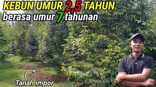 Berbekal tanah yang cocok dan NPK Durian Mas Zubed bisa seperti ini  tapi sayang [upl. by Still53]