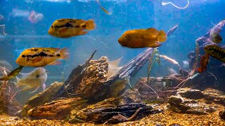 170 Gallons Geophagus Aquarium Setup  Low Maintenance Tank Tutorial [upl. by Llehcsreh]